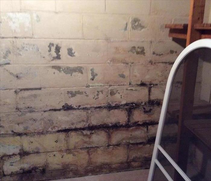 Mold on a basement wall